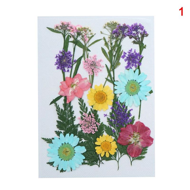 20-25 Pcs / Pack Real Dried Pressed Flowers Leaf Plant Mixed Colorful Flower Leaves Petals For Diy Crafts Make-Up 1  |  General Supplies General Supplies 1