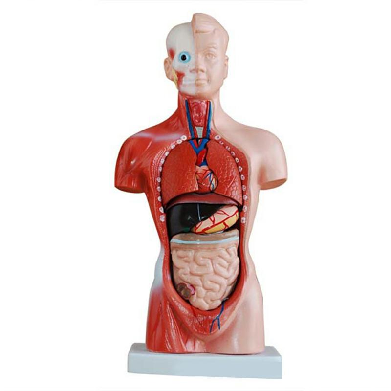 4D Anatomical Assembly Model Of Human Organs For Teaching Education School 28Cm  |  General Supplies General Supplies 28cm