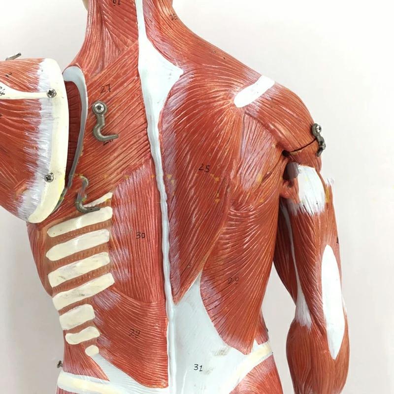 Anatomical Human Muscular Figure Model With Internal Organs For Science Experiment Class 27Pcs New  |  General Supplies General Supplies General Supplies