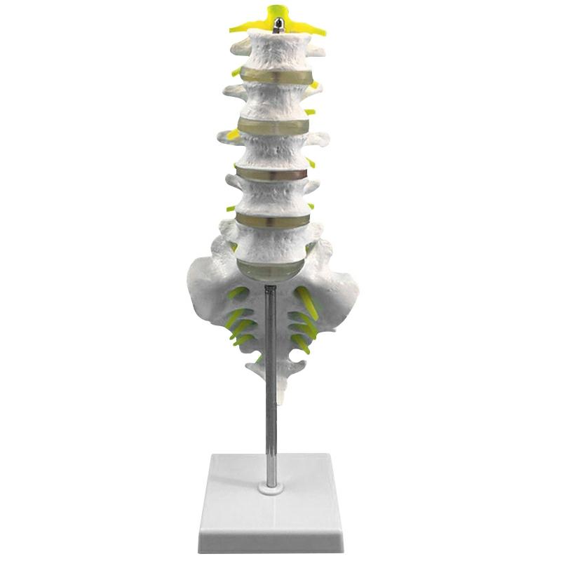 Life Size Lumbar Spine Model Lumbar Vertebral Spine Anatomy Model For Educational Teaching Study New  |  General Supplies General Supplies General Supplies